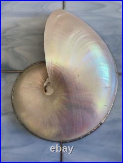 Leaded Stained Glass with inlaid Nautilus Shell 12 Wide Handmade Work of Art